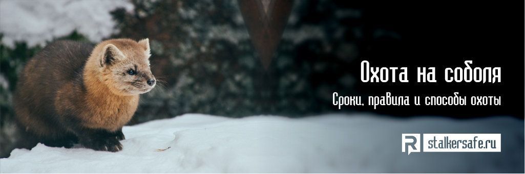 Lov sobolů: pojmy, pravidla a způsoby lovu