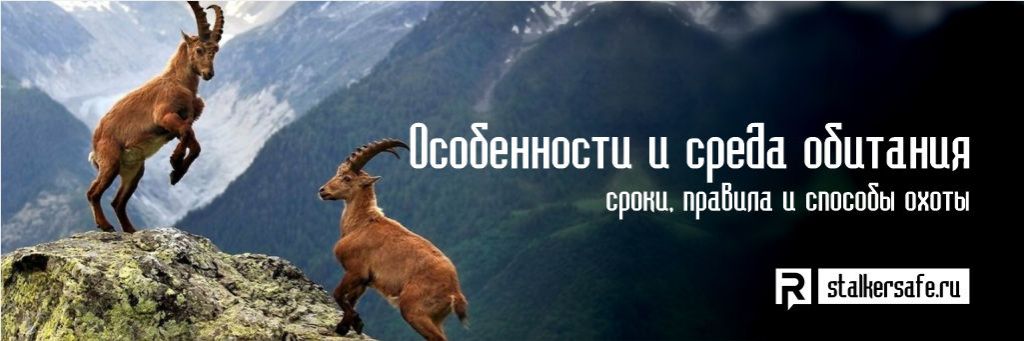 Особенности и среда обитания Тура фото