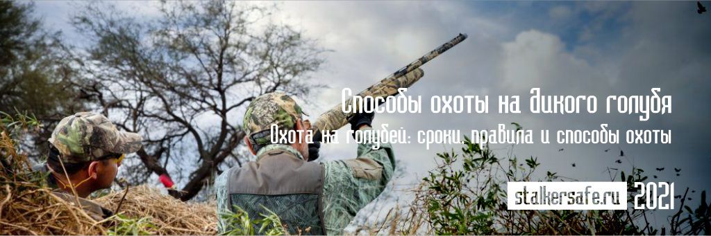 Способы охоты на дикого голубя