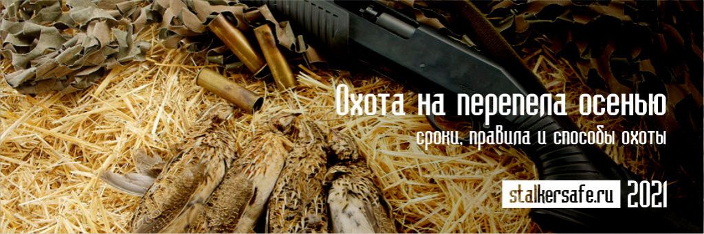 lov křepelek na podzim