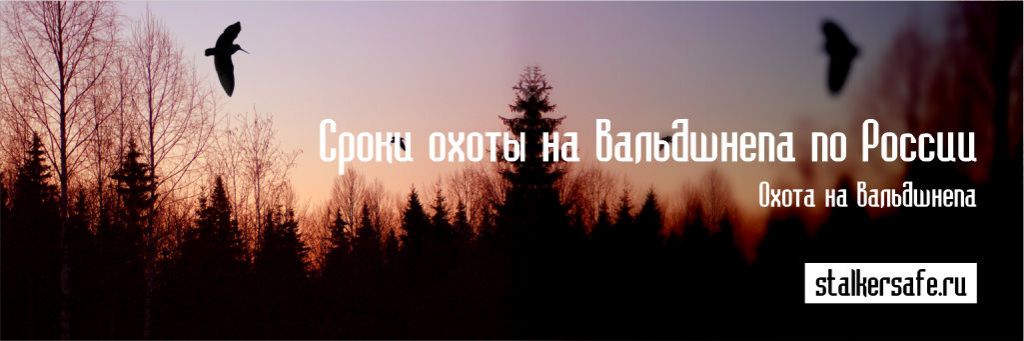 Сроки охоты на вальдшнепа по России