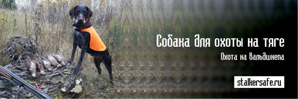 Собака для охоты на тяге