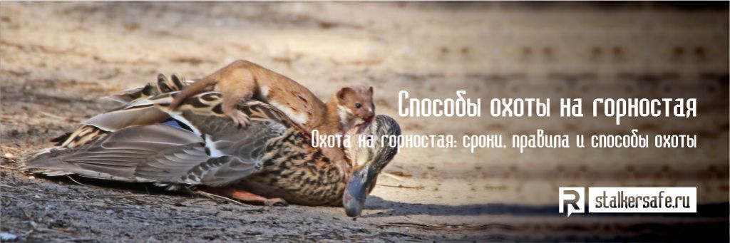 Способы охоты на горностая фото